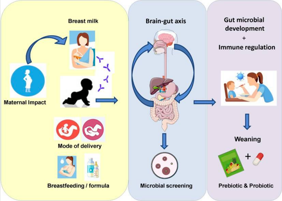 Importance of Gut Health for Infants